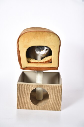 è������Ҿ�